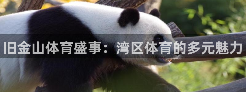 熊猫体育app官方入口：旧金山体育盛事：湾区体育的多元魅力